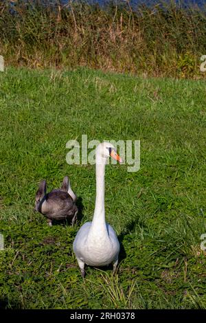 jeunes cygnes près de la rive de la rivière en été, beaux cygnes adultes avec plumage gris Banque D'Images