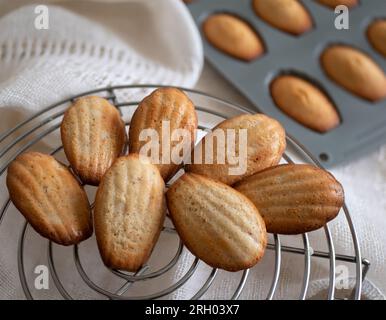 Les biscuits madeleine fraîchement cuits refroidissent sur la grille, de près. Mini gâteaux français Banque D'Images