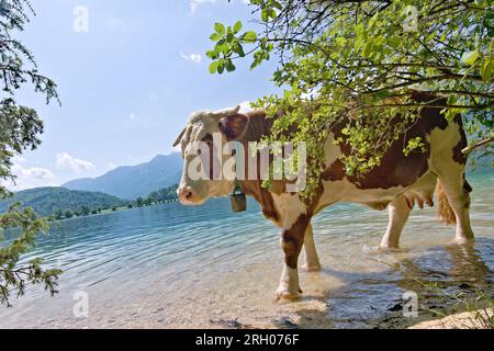 Plage occupée par la vache sur le lac Bohinj dans le parc national du Triglav, Slovénie. Beau lac avec une eau absolument pure, entouré de hautes montagnes. Banque D'Images