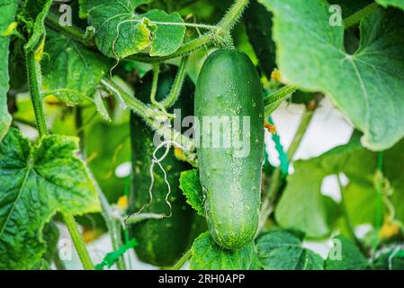 Concombre vert mûr sur une brindille. Récolte, légumes. Banque D'Images