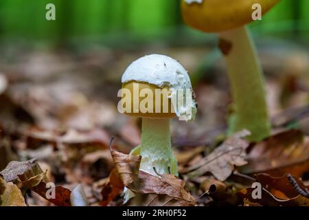 Champignons forestiers - Amanita fulva comestible Banque D'Images