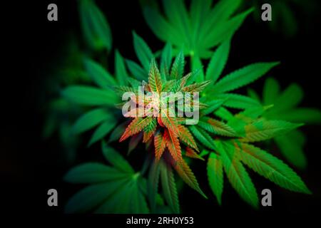 Plante de marijuana à usage médical. Gros plan de bourgeons de cannabis Banque D'Images