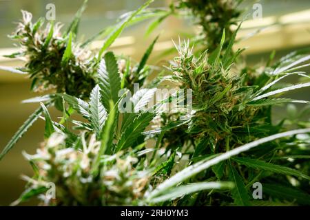 Plante de marijuana médicale en gros plan. Bourgeon fleurissant avec des trichomes Banque D'Images