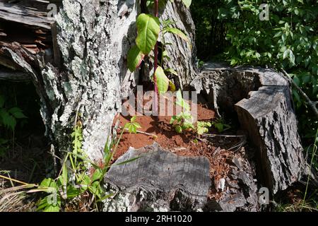 Nouvelle vie de l'ancienne vie avec de petites plantes poussant hors de souche d'arbre creux Banque D'Images