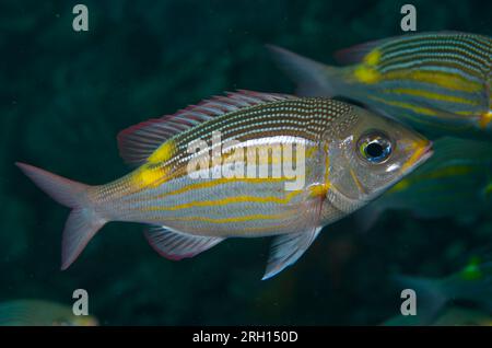 Brème rayée à gros yeux, Gnathodentex aureolineatus, site de plongée Manta Alley, île de Padar, parc national de Komodo, Indonésie Banque D'Images