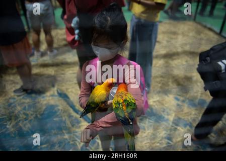 Bangkok, Thaïlande. 12 août 2023. Des espèces de perroquets ont été exposées à l'exposition 'PET EXPO CHAMPIONSHIP 2023', au Queen Sirikit National Convention Center, Ratchadaphisek Road, Bangkok le 12 août 2023. (Photo de Teera Noisakran/Pacific Press) crédit : Pacific Press Media production Corp./Alamy Live News Banque D'Images