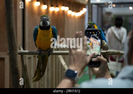 Bangkok, Thaïlande. 12 août 2023. Des espèces de perroquets ont été exposées à l'exposition 'PET EXPO CHAMPIONSHIP 2023', au Queen Sirikit National Convention Center, Ratchadaphisek Road, Bangkok le 12 août 2023. (Photo de Teera Noisakran/Pacific Press) crédit : Pacific Press Media production Corp./Alamy Live News Banque D'Images