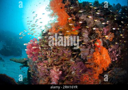 Scène de récif avec école de balayeuses jaunes, Parapriacanthus sp, autour de Soft Glomerate Tree Coral, Spongodes sp, avec soleil en arrière-plan, Tatawa Besar is Banque D'Images