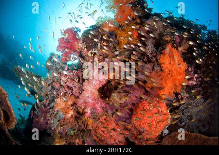 Scène de récif avec école de balayeuses jaunes, Parapriacanthus sp, autour de Soft Glomerate Tree Coral, Spongodes sp, avec soleil en arrière-plan, Tatawa Besar is Banque D'Images