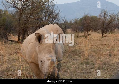 Une femelle rhinocéros blanc face au front au petit matin dans les plaines africaines. Banque D'Images