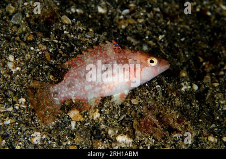 Twospot Wrasse, Oxycheilinus bimaculatus, site de plongée de Bianca, détroit de Lembeh, Sulawesi, Indonésie Banque D'Images