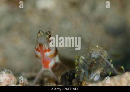 Crevette tachetée, Amblyeleotris periophtalma, avec crevette serpentine, Alpheus sp, site de plongée Serena Besar, détroit de Lembeh, Sulawesi, Indonésie Banque D'Images