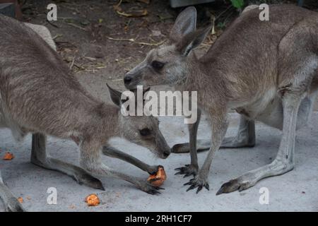 deux kangourous gris de l'est (macropus giganteus), marsupiaux indigènes d'australie, mangent des patates douces dans un sanctuaire de kangourous dans le queensland, en australie Banque D'Images