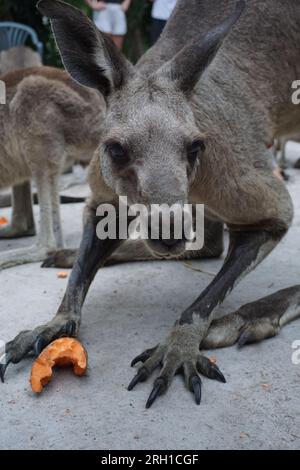 gros plan d'un grand kangourou gris mâle (macropus giganteus), marsupial australien indigène, dans un sanctuaire de kangourou dans le queensland, en australie Banque D'Images