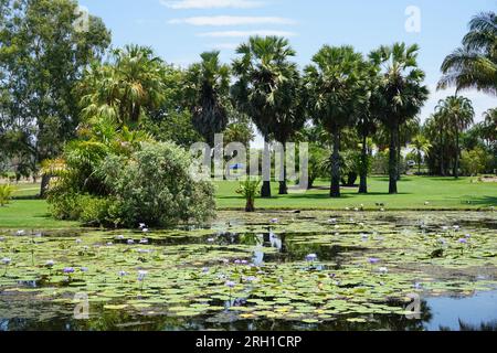 lac miroir rempli de nénuphars fleuris (nymphaeaceae) reflétant les arbres et les palmiers dans les jardins botaniques, townsville, queensland, australie Banque D'Images