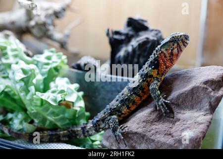 Lauf an Der Pegnitz, Allemagne. 18 juillet 2023. Un lézard à bosse chinois à queue de crocodile dans son enclos chez Helmut Mägdefrau en Bavière. Les animaux comme ceux-ci ont beaucoup de fans, mais parfois ils sont achetés trop légèrement. (À dpa: "Les reptiles comme animaux de compagnie - fascination pour les conséquences") crédit : Daniel Löb/dpa/Alamy Live News Banque D'Images