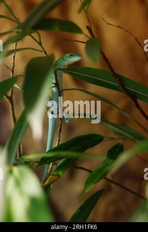 Lauf an Der Pegnitz, Allemagne. 18 juillet 2023. Un lézard vert marche sur une plante d'intérieur. Helmut Mägdefrau garde plusieurs de ces reptiles chez lui en Bavière. Les animaux comme ceux-ci ont beaucoup de fans, mais parfois ils sont achetés trop légèrement. (À dpa: "Les reptiles comme animaux de compagnie - fascination pour les conséquences") crédit : Daniel Löb/dpa/Alamy Live News Banque D'Images