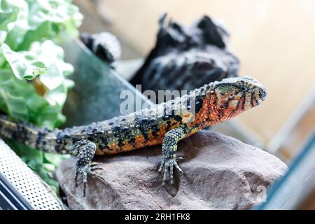 Lauf an Der Pegnitz, Allemagne. 18 juillet 2023. Un lézard à bosse chinois à queue de crocodile dans son enclos chez Helmut Mägdefrau en Bavière. Les animaux comme ceux-ci ont beaucoup de fans, mais parfois ils sont achetés trop légèrement. (À dpa: "Les reptiles comme animaux de compagnie - fascination pour les conséquences") crédit : Daniel Löb/dpa/Alamy Live News Banque D'Images