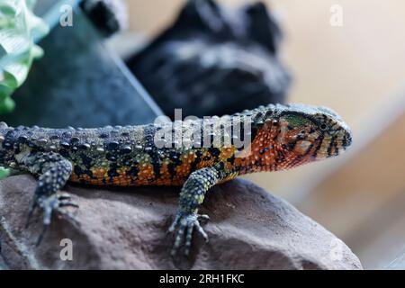 Lauf an Der Pegnitz, Allemagne. 18 juillet 2023. Un lézard à bosse chinois à queue de crocodile dans son enclos chez Helmut Mägdefrau en Bavière. Les animaux comme ceux-ci ont beaucoup de fans, mais parfois ils sont achetés trop légèrement. (À dpa: "Les reptiles comme animaux de compagnie - fascination pour les conséquences") crédit : Daniel Löb/dpa/Alamy Live News Banque D'Images