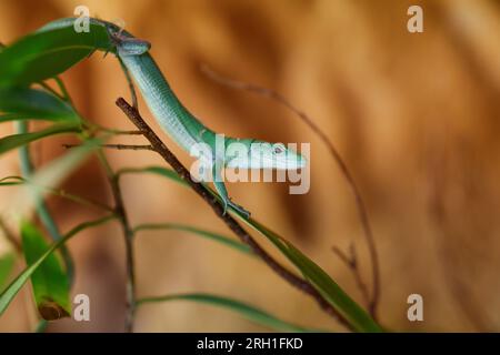 Lauf an Der Pegnitz, Allemagne. 18 juillet 2023. Un lézard vert marche sur une plante d'intérieur. Helmut Mägdefrau garde plusieurs de ces reptiles chez lui en Bavière. Les animaux comme ceux-ci ont beaucoup de fans, mais parfois ils sont achetés trop légèrement. (À dpa: "Les reptiles comme animaux de compagnie - fascination pour les conséquences") crédit : Daniel Löb/dpa/Alamy Live News Banque D'Images