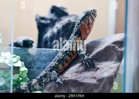 Lauf an Der Pegnitz, Allemagne. 18 juillet 2023. Un lézard à bosse chinois à queue de crocodile dans son enclos chez Helmut Mägdefrau en Bavière. Les animaux comme ceux-ci ont beaucoup de fans, mais parfois ils sont achetés trop légèrement. (À dpa: "Les reptiles comme animaux de compagnie - fascination pour les conséquences") crédit : Daniel Löb/dpa/Alamy Live News Banque D'Images