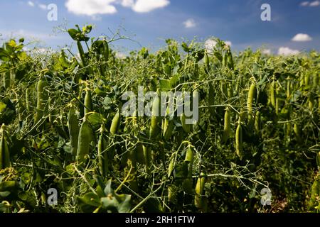 champ agricole où est cultivé le blé céréalier, le blé vert non mûr dans le champ d'un agriculteur Banque D'Images