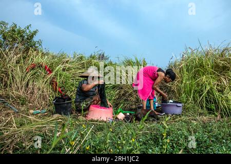 Les résidents de Bogor, Java Ouest, Indonésie, ont été forcés d'utiliser l'eau d'infiltration dans la rizière pour laver leurs vêtements le 12 août 2023 Banque D'Images