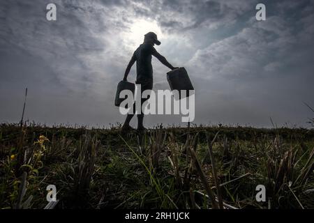 Des résidents de Bogor, Java Ouest, Indonésie, ont recueilli des infiltrations d'eau dans la rizière pour leurs besoins à la maison le 12 août 2023 Banque D'Images