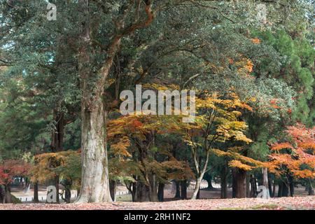 Nara Deer Park automne forêt colorée au Japon Banque D'Images