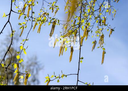 chatons de bouleau pendant la floraison au printemps, détails de l'arbre de bouleau pendant la saison de printemps par temps ensoleillé Banque D'Images