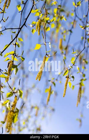 chatons de bouleau pendant la floraison au printemps, détails de l'arbre de bouleau pendant la saison de printemps par temps ensoleillé Banque D'Images