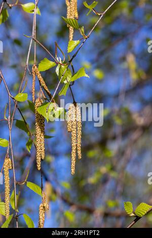chatons de bouleau pendant la floraison au printemps, détails de l'arbre de bouleau pendant la saison de printemps par temps ensoleillé Banque D'Images