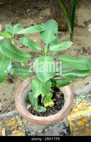 Plante aérienne (Kalanchoe pinnata) avec détails des feuilles : (pix Sanjiv Shukla) Banque D'Images