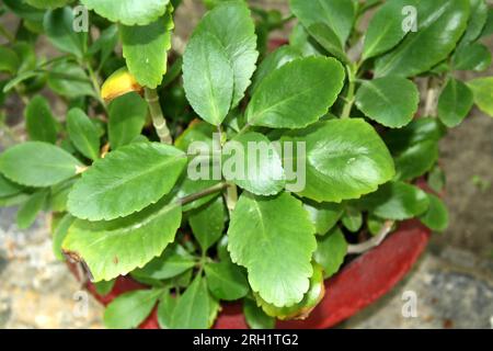 Plante aérienne (Kalanchoe pinnata) avec détails des feuilles : (pix Sanjiv Shukla) Banque D'Images