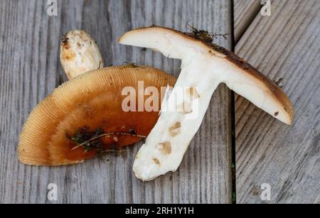 russula, Stinkremla (Russula foetens) Banque D'Images