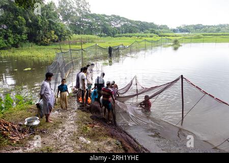 Munshiganj, Dhaka, Bangladesh. 13 août 2023. Les pêcheurs pêchent des poissons dans un étang à Munshiganj, Bangladesh. Ils pratiquent les méthodes traditionnelles en jetant un énorme filet qui capture une poignée de petits poissons. Après avoir laissé tomber le filet de la rive en demi-cercle, ils pataugent dans l'eau peu profonde de l'étang en le tirant aussi large que possible. La pisciculture a rendu de nombreuses personnes financièrement solvables tout en renforçant leur dignité sociale et en contribuant à répondre à la demande de protéines animales dans tout le pays. Crédit : ZUMA Press, Inc./Alamy Live News Banque D'Images