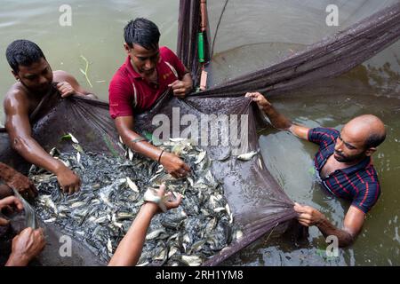 Munshiganj, Dhaka, Bangladesh. 13 août 2023. Les pêcheurs pêchent des poissons dans un étang à Munshiganj, Bangladesh. Ils pratiquent les méthodes traditionnelles en jetant un énorme filet qui capture une poignée de petits poissons. Après avoir laissé tomber le filet de la rive en demi-cercle, ils pataugent dans l'eau peu profonde de l'étang en le tirant aussi large que possible. La pisciculture a rendu de nombreuses personnes financièrement solvables tout en renforçant leur dignité sociale et en contribuant à répondre à la demande de protéines animales dans tout le pays. Crédit : ZUMA Press, Inc./Alamy Live News Banque D'Images