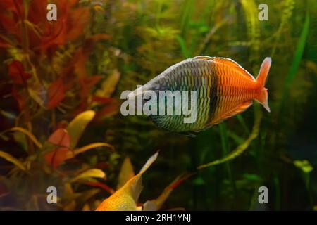 Le poisson-pluie de Boeseman, Melanotaenia boesemani nageant dans l'eau de l'aquarium et les algues vertes. Poissons d'eau douce pour l'aquarium passe-temps. Organismes aquatiques, et Banque D'Images