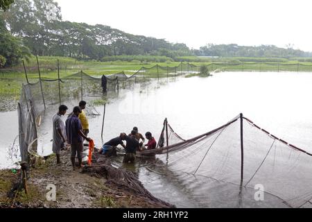 Munshiganj, Dhaka, Bangladesh. 13 août 2023. Les pêcheurs pêchent des poissons dans un étang à Munshiganj, Bangladesh. Ils pratiquent les méthodes traditionnelles en jetant un énorme filet qui capture une poignée de petits poissons. Après avoir laissé tomber le filet de la rive en demi-cercle, ils pataugent dans l'eau peu profonde de l'étang en le tirant aussi large que possible. La pisciculture a rendu de nombreuses personnes financièrement solvables tout en renforçant leur dignité sociale et en contribuant à répondre à la demande de protéines animales dans tout le pays. Crédit : ZUMA Press, Inc./Alamy Live News Banque D'Images