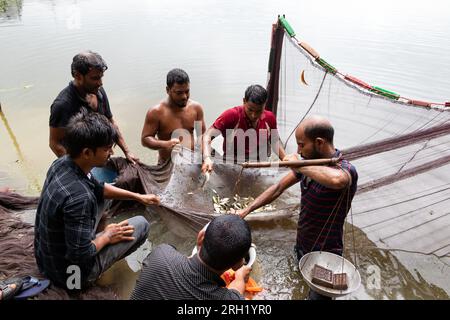 Munshiganj, Dhaka, Bangladesh. 13 août 2023. Les pêcheurs pêchent des poissons dans un étang à Munshiganj, Bangladesh. Ils pratiquent les méthodes traditionnelles en jetant un énorme filet qui capture une poignée de petits poissons. Après avoir laissé tomber le filet de la rive en demi-cercle, ils pataugent dans l'eau peu profonde de l'étang en le tirant aussi large que possible. La pisciculture a rendu de nombreuses personnes financièrement solvables tout en renforçant leur dignité sociale et en contribuant à répondre à la demande de protéines animales dans tout le pays. Crédit : ZUMA Press, Inc./Alamy Live News Banque D'Images