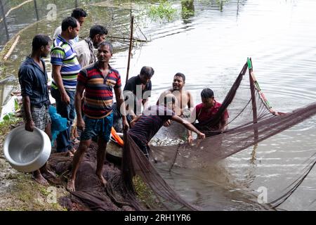 Munshiganj, Dhaka, Bangladesh. 13 août 2023. Les pêcheurs pêchent des poissons dans un étang à Munshiganj, Bangladesh. Ils pratiquent les méthodes traditionnelles en jetant un énorme filet qui capture une poignée de petits poissons. Après avoir laissé tomber le filet de la rive en demi-cercle, ils pataugent dans l'eau peu profonde de l'étang en le tirant aussi large que possible. La pisciculture a rendu de nombreuses personnes financièrement solvables tout en renforçant leur dignité sociale et en contribuant à répondre à la demande de protéines animales dans tout le pays. Crédit : ZUMA Press, Inc./Alamy Live News Banque D'Images