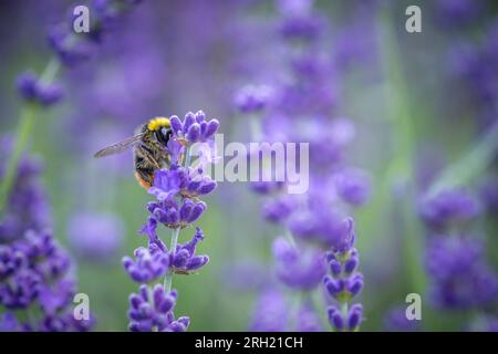 Un bourdon sur Lavender. Banque D'Images