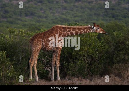 Girafa réticulée, Giraffa camelopardalis reticulata, OL Pejeta Conservancy Area, Kenya, Afrique Banque D'Images