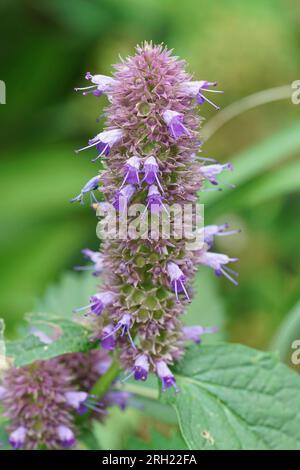 Gros plan naturel vertical clolorful sur la fleur violette d'Agastache rugosa, menthe coréenne Banque D'Images