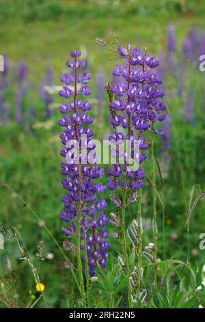 Gros plan vertical naturel sur un lupin à grandes feuilles à floraison bleue, Lupinus polyphyllus Banque D'Images