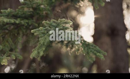 gros plan sapin avec lumière de retour du soleil, photo large Banque D'Images