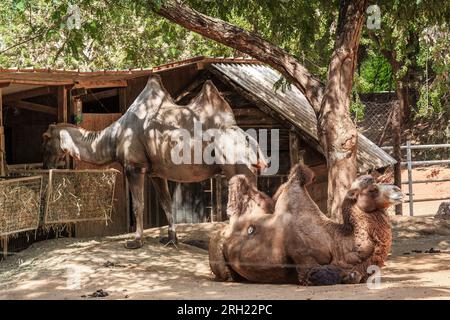 RAMAT GAN, ISRAËL - 25 SEPTEMBRE 2017 : Hese sont des chameaux de bactriane dans un corral spécial dans un parc safari. Banque D'Images