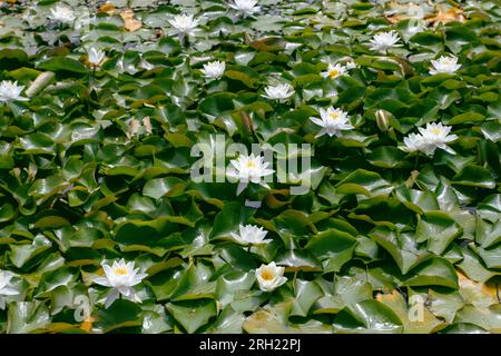 Fleurs et feuilles parfumées de nénuphars blancs à la surface de l'eau. Nymphaea odorata plantes aquatiques dans l'étang. Banque D'Images