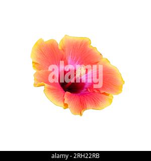 Détails envoûtants : le gros plan révèle les détails envoûtants des pétales d'une grande fleur d'hibiscus. Banque D'Images