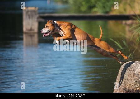 Chien brun sautant dans l'eau par une chaude journée d'été Banque D'Images